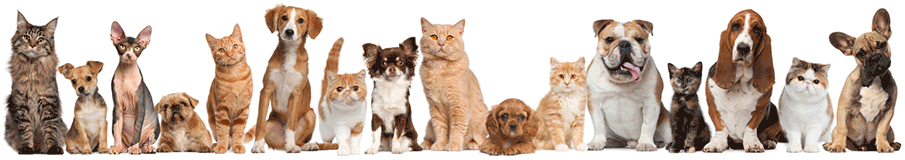 met honden en katten met honden en katten